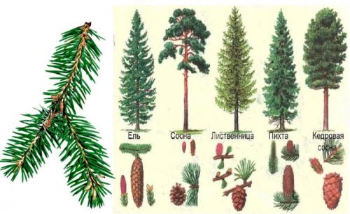 Какие растения относятся к хвойным. Характеристика и классификация