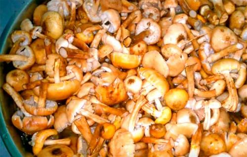 Опята с болгарским перцем на зиму. Опята на зиму с овощами — 4 рецепта