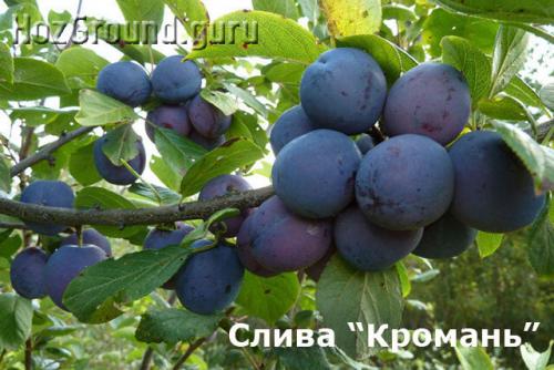 Самоплодные сорта слив для Подмосковья. Самоплодные (самоопыляемые) сорта сливы и алычи для Подмосковья и Средней полосы