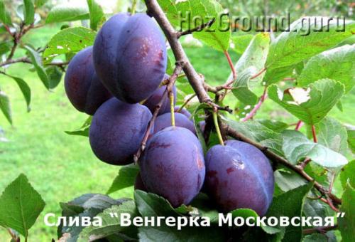 Самоплодные сорта слив для Подмосковья. Самоплодные (самоопыляемые) сорта сливы и алычи для Подмосковья и Средней полосы