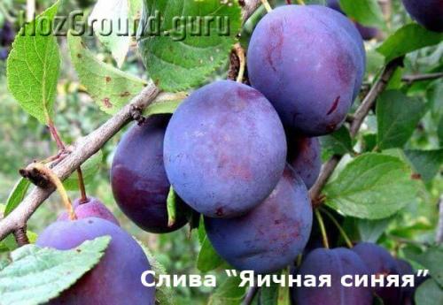 Самоплодные сорта слив для Подмосковья. Самоплодные (самоопыляемые) сорта сливы и алычи для Подмосковья и Средней полосы