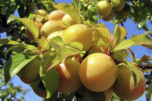 Катерина сорта слив. Сорта слив – 60 сортов 2022 года с описанием и фото