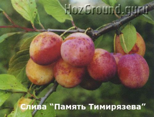 Самоплодные сорта слив для Подмосковья. Самоплодные (самоопыляемые) сорта сливы и алычи для Подмосковья и Средней полосы