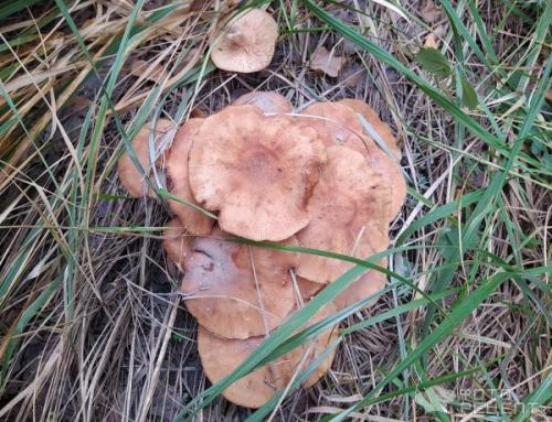 Грибная икра со сладким перцем. Рецепт: Грибная икра - из опят с болгарским перцем.