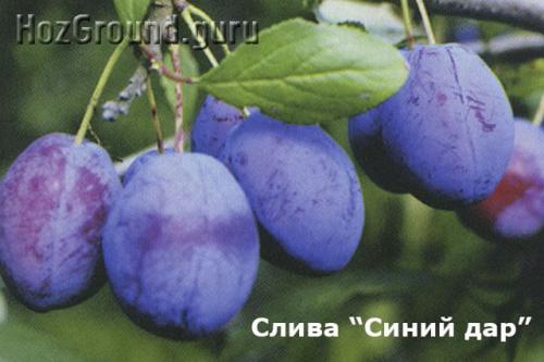 Самоплодные сорта слив для Подмосковья. Самоплодные (самоопыляемые) сорта сливы и алычи для Подмосковья и Средней полосы