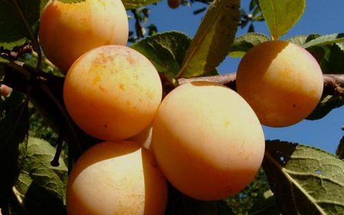 Катерина сорта слив. Сорта слив – 60 сортов 2022 года с описанием и фото