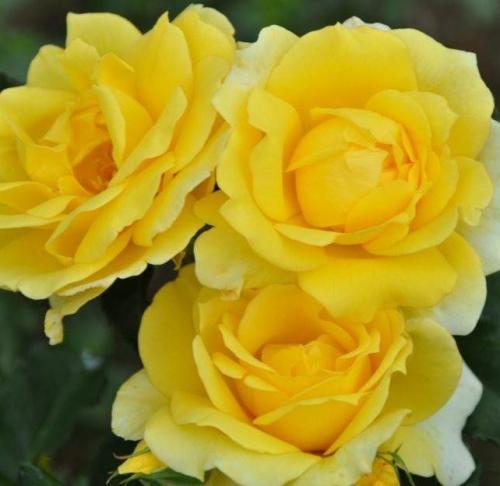 Роза флорибунда зимостойкие сорта. ТОП 12 сортов розы флорибунда, посадка и уход в открытом грунте