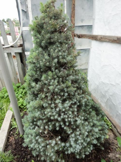 Маленькая елочка в жаркую зиму: как выжить и процветать 08