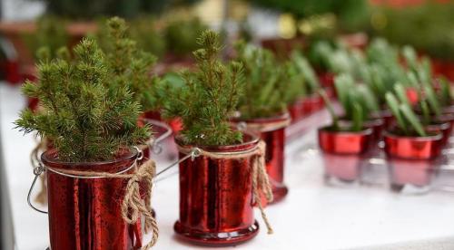 Как можно обеспечить достаточное количество света для маленькой елочки в жаркую зиму. Критерии выбора елки в горшке