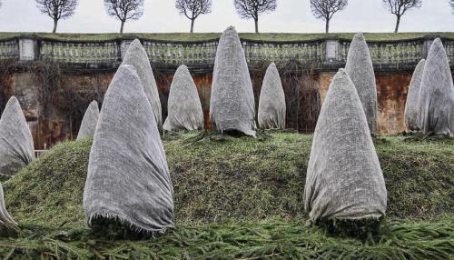 Маленькая елочка в жаркую зиму: как выжить и процветать 02