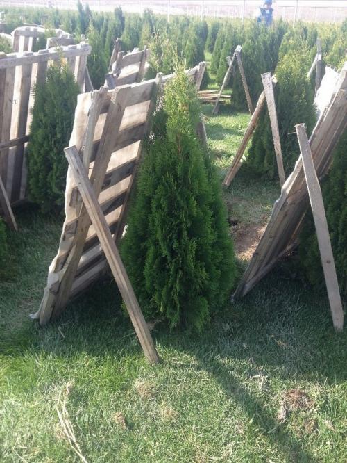 Как часто нужно проверять и менять укрытие хвойных от ожогов. Защита от солнца