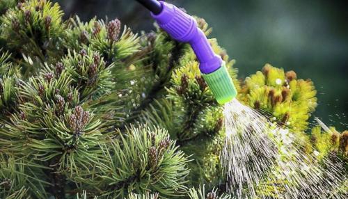 Маленькая елочка в жаркую зиму: как выжить и процветать 01