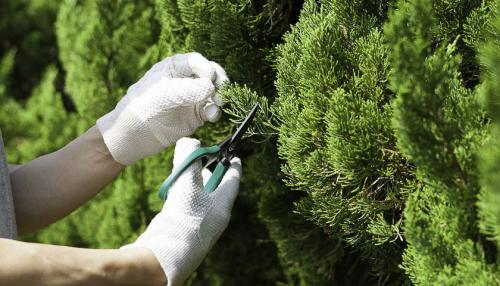 Маленькая елочка в жаркую зиму: как выжить и процветать 03