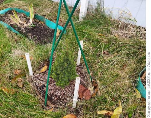 Какие факторы могут повлиять на жизнеспособность маленькой елочки в жаркую зиму. Укрываю малышки-ёлочки 'Коники' на зиму