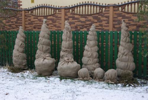 Как часто нужно проверять и менять укрытие хвойных от ожогов. Защита от солнца