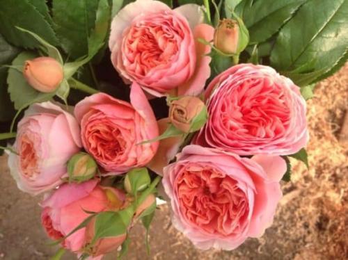 Сорта роз непрерывного цветения. Лучшие зимостойкие сорта роз, цветущие всё лето и особенности их выращивания