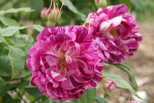 Сорта роз по цвету. Виды и сорта роз: фото, названия и описания (каталог)