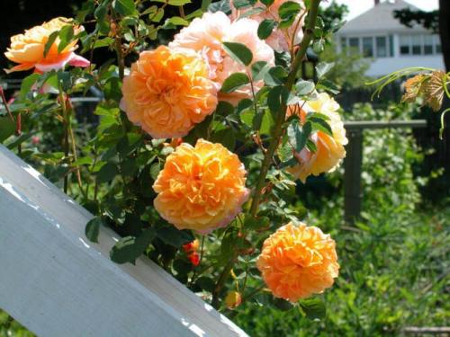 Неубиваемые розы. Какие сорта роз самые неприхотливые и зимостойкие