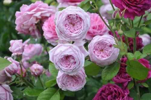 Сорта роз по цвету. Виды и сорта роз: фото, названия и описания (каталог)