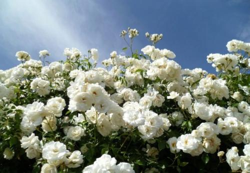 16 самых главных сортов роз. Чайно-гибридные 29