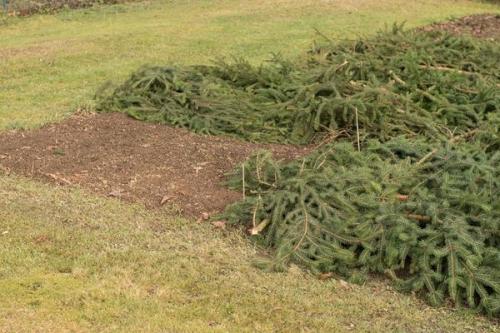 Какие материалы используются для изготовления еловых лапников. Лапник - тема колючая: делимся мнениями о заготовке, применении и результатах