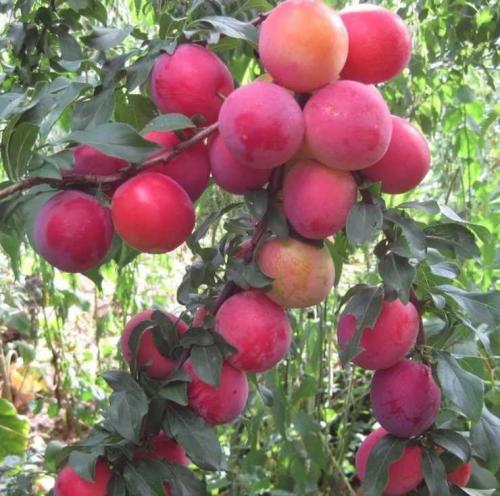 Алыча витамины. Польза алычи: обзор витаминов, минералов и полезных веществ в составе фрукта. 130 фото алычи и видео описание приготовления варенья и блюд с алычой