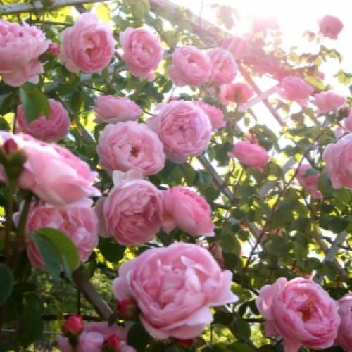 Самые зимостойкие и неприхотливые сорта кустовых роз. Лучшие зимостойкие сорта роз, цветущие всё лето и особенности их выращивания 06