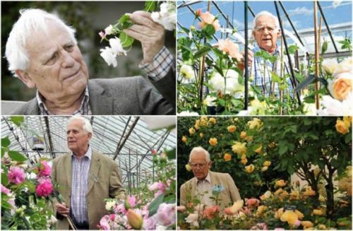 Самые зимостойкие и неприхотливые сорта кустовых роз. Лучшие зимостойкие сорта роз, цветущие всё лето и особенности их выращивания 04