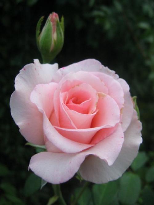 40 сортов чайно-гибридных роз. Цветы чайно-гибридные розы в саду (с фото) 03