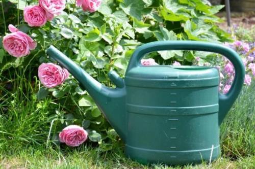 Самые зимостойкие и неприхотливые сорта кустовых роз. Лучшие зимостойкие сорта роз, цветущие всё лето и особенности их выращивания 26