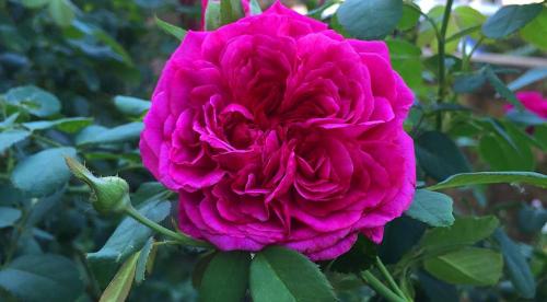 Самые зимостойкие и неприхотливые сорта кустовых роз. Лучшие зимостойкие сорта роз, цветущие всё лето и особенности их выращивания 18