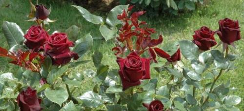 Самые зимостойкие и неприхотливые сорта кустовых роз. Лучшие зимостойкие сорта роз, цветущие всё лето и особенности их выращивания 09