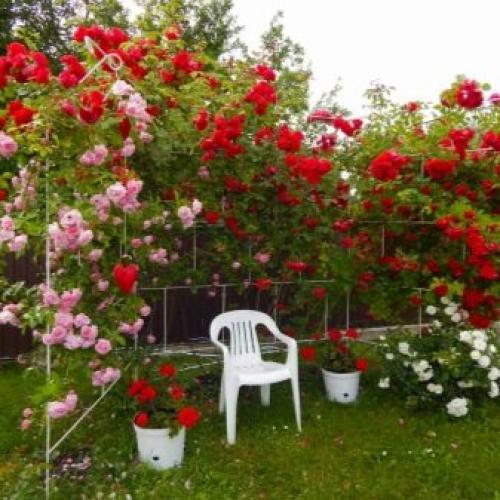 Самые зимостойкие и неприхотливые сорта кустовых роз. Лучшие зимостойкие сорта роз, цветущие всё лето и особенности их выращивания 13