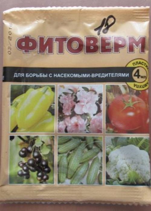 Самые зимостойкие и неприхотливые сорта кустовых роз. Лучшие зимостойкие сорта роз, цветущие всё лето и особенности их выращивания 25