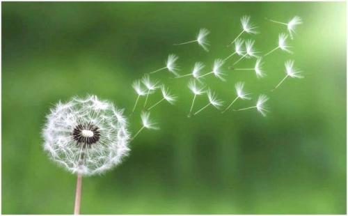 Растение со съедобным стеблем. Дикие растения, которые вы можете съесть: список съедобных диких растений