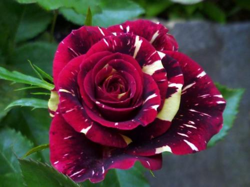 20 самых лучших красных чайно-гибридных роз для вашей дачи. История появления культуры