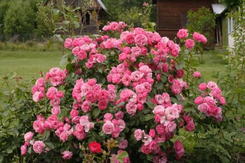 Розы кордеса лучшие сорта. Розы Кордеса: неприхотливость и надежность