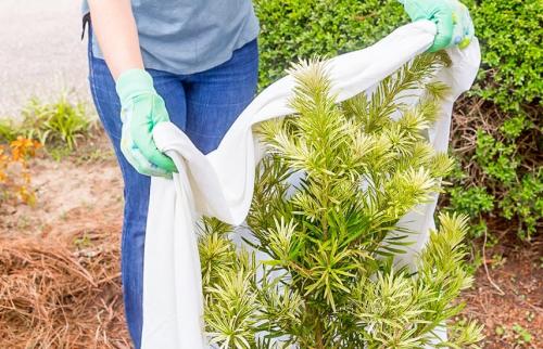 Какие типы хвойных растений необходимо укрывать на зиму. Укрываем или нет? Секреты подготовки хвойников к зиме