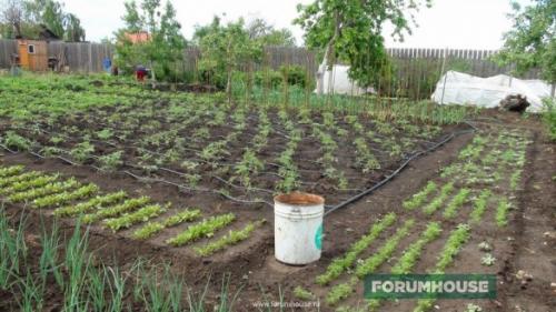 Простейший капельный полив своими руками. Капельный полив: капельницы, спринклеры, микроразбрызгиватели