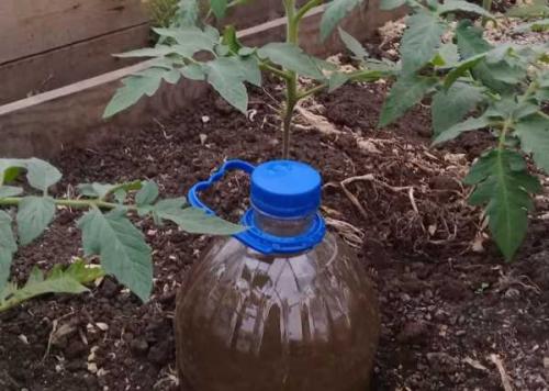 Как сделать капельный полив для огорода своими руками. Как сделать капельный полив для сада и огорода из пластиковых бутылок 12