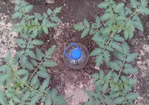 Как сделать капельный полив для огорода своими руками. Как сделать капельный полив для сада и огорода из пластиковых бутылок 11