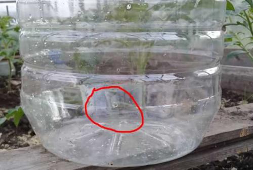 Как сделать капельный полив для огорода своими руками. Как сделать капельный полив для сада и огорода из пластиковых бутылок 10