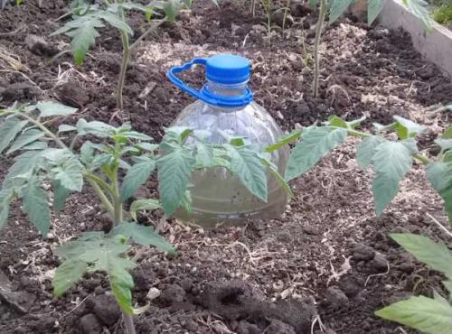 Как сделать капельный полив для огорода своими руками. Как сделать капельный полив для сада и огорода из пластиковых бутылок 09