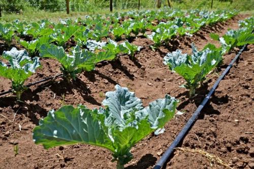 Простейший капельный полив своими руками. Капельный полив: капельницы, спринклеры, микроразбрызгиватели