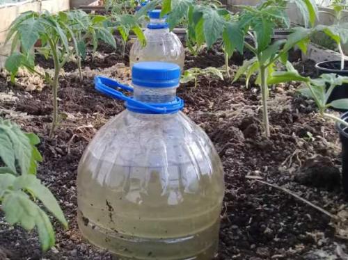 Как сделать капельный полив для огорода своими руками. Как сделать капельный полив для сада и огорода из пластиковых бутылок 13
