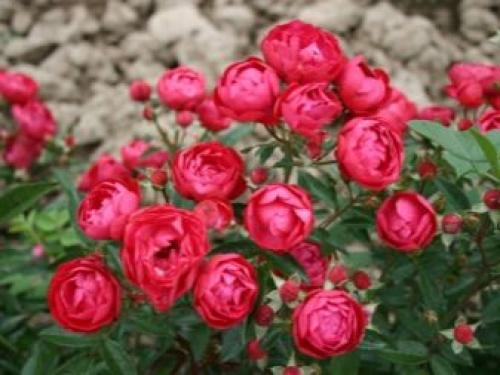 Рейтинг лучших бордюрных сортов комнатных роз. Бордюрные розы: описание 13