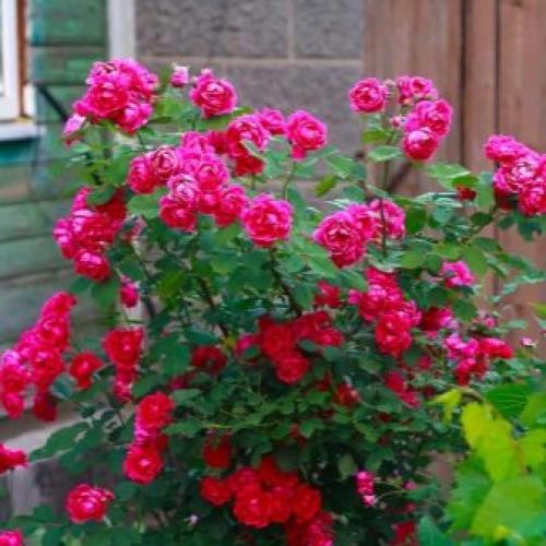 Рейтинг лучших бордюрных сортов комнатных роз. Бордюрные розы: описание 16