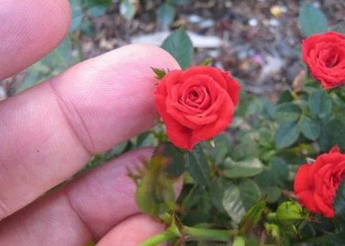 Рейтинг лучших бордюрных сортов комнатных роз. Бордюрные розы: описание 09