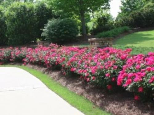 Рейтинг лучших бордюрных сортов комнатных роз. Бордюрные розы: описание 02