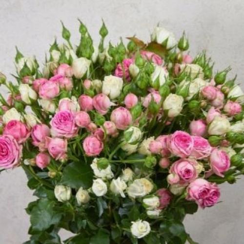 Рейтинг лучших бордюрных сортов комнатных роз. Бордюрные розы: описание 12